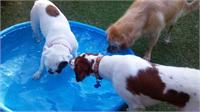 daycare pic 46 - pups in pool